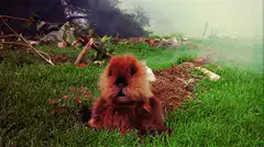 Ewok sitting in grass with smoke
