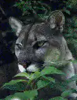 Cougar peeking through leaves