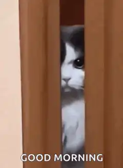 Grumpy cat peeking through door