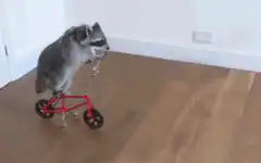 Raccoon riding a tiny red bicycle