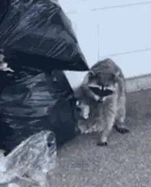 Raccoon eating trash