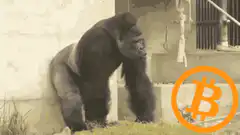 Gorilla chest beating Bitcoin