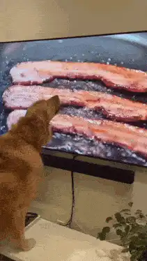 dog watching bacon on tv