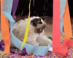 Grumpy Cat party