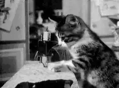 cat playing with a toy