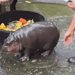 Baby hippo kisses zookeeper