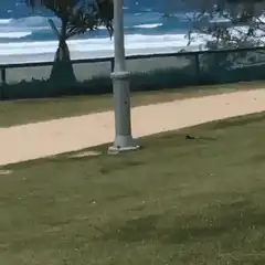 Dog jumps over fence to beach