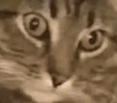 wide-eyed cat face