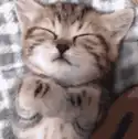 Sleeping tabby kitten under blanket