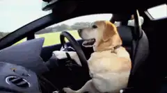 dog driving car yawning