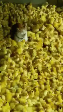 cat surrounded by yellow ducklings