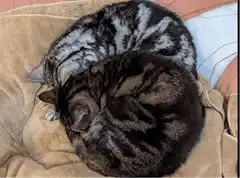 Two tabby cats cuddling asleep