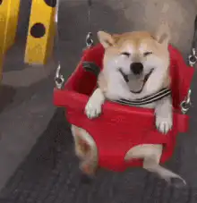 Happy doggy on a swing