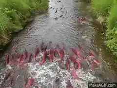 Red salmon swimming upstream in a river