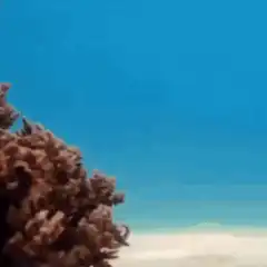 Octopus inflates and walks