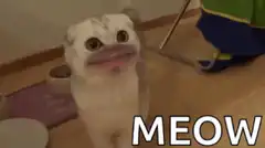 Cat with human mouth meowing