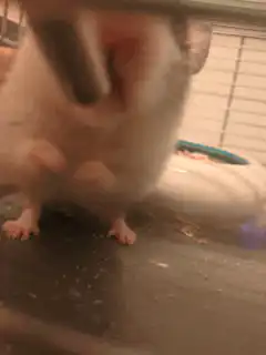 chinchilla standing on hind legs