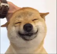 Smiling Dog Enjoying a Head Pet