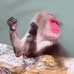 Japanese macaque monkey relaxing in hot spring