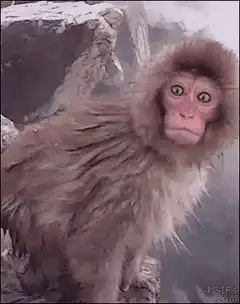 Monkey shocked then calm