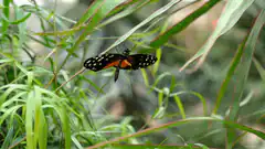 Orange and black butterfly on grass