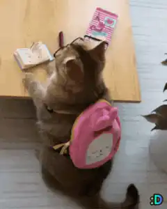 Glasses cat with backpack reading