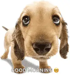 Good Morning Puppy GIF