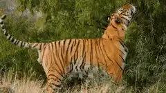 Tiger looking up at tree