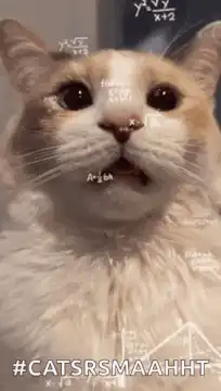 Confused cat with math equations