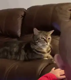 judgy cat on couch