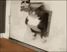 fat cat stuck in cat flap