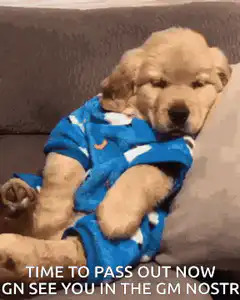 Sleepy golden retriever puppy yawning