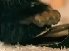 Close-up of a furry hand gripping a spoon