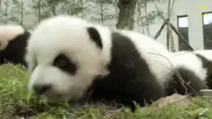 baby panda eating grass