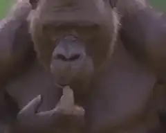 gorilla eating banana