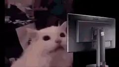 Cat watching monitor explode