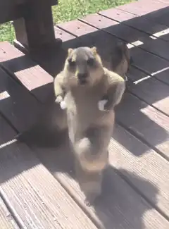 Dancing groundhog on deck