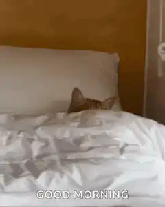 cat pops out of bed good morning