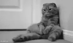Cat sitting like a human