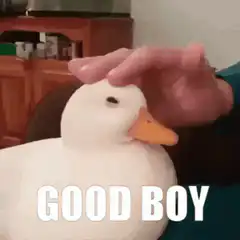 Good Boy Duck Petting