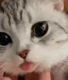 Cat with tongue out being petted