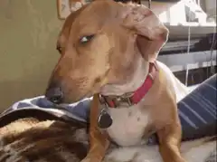 judgy dachshund