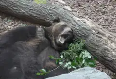 bear sleeping with leaves