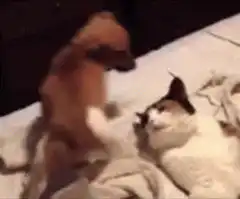 puppy humping cat on bed