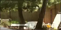 Dog jumps over fence and lands on chair