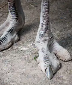 Close-up of ostrich legs and feet