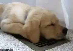 sleeping golden retriever puppy on vent