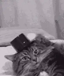 cat with top hat