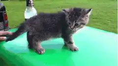 kitten gets dizzy from beer bottle