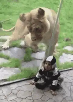 Lion taps boy on head